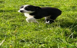 Border Collie dogs for sale: 4 border collie males looking for forever homes  - Image 19