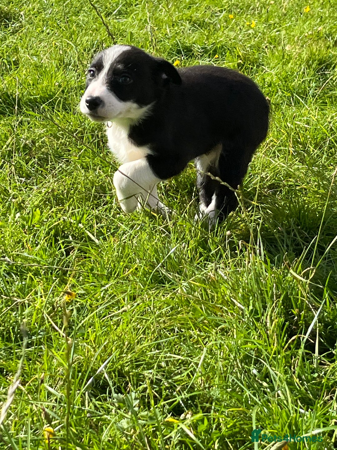 Border Collie dogs for sale: 4 border collie males looking for forever homes  - Image 19