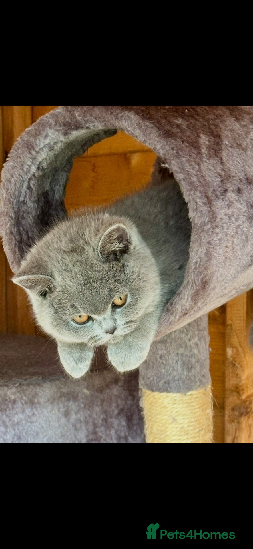 British Shorthair cats Last 3 kittens ready for their forever homes!  - Advert 2