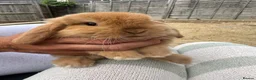 Mini Lop rabbits for sale: Mini lop rabbits  - Advert 9