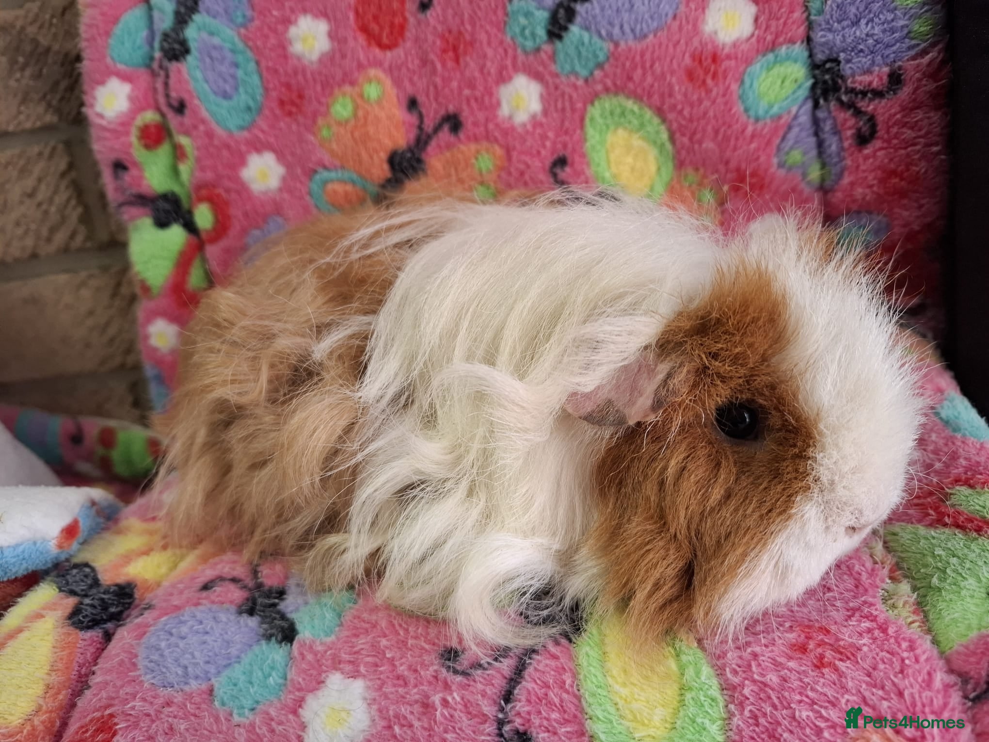 Guinea Pig rodents Young Retired Texel Sows RTL - Advert 17