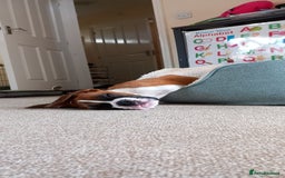 Boxer dogs for sale: Adorable Cooper - Image 11