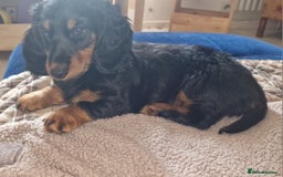Dachshund dogs for sale: Long haired dachshund black and tan in Huddersfield - Image 16