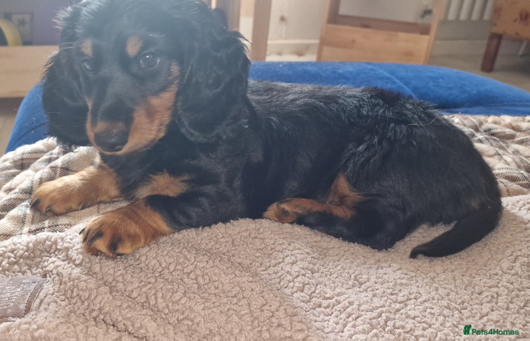 Dachshund dogs for sale: Long haired dachshund black and tan in Huddersfield - Image 16
