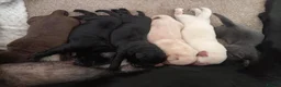 Labrador Retriever dogs for sale: 6 stunning female labrador puppies - Advert 16