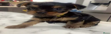 Yorkshire Terrier Puppy 1