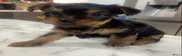 Yorkshire Terrier dogs for sale: 4 yorkshire terrier mini puppie in Basildon - Advert 1