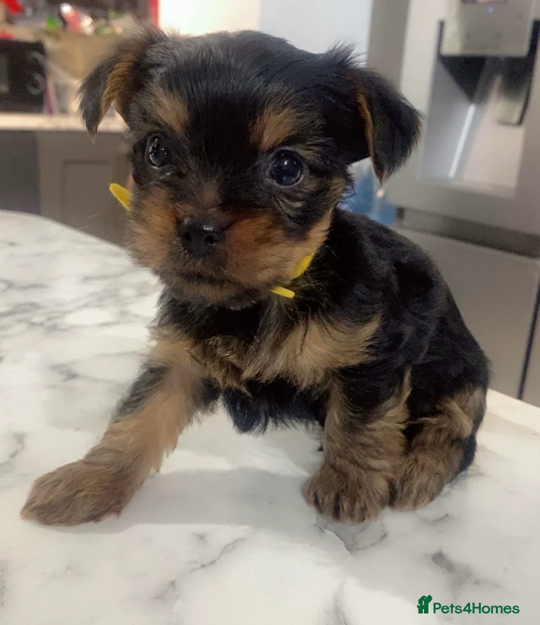 Yorkshire Terrier dogs for sale: 4 yorkshire terrier mini puppie in Basildon - Advert 1