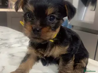 Yorkshire Terrier dogs 4 yorkshire terrier mini puppie in Basildon - Advert 1