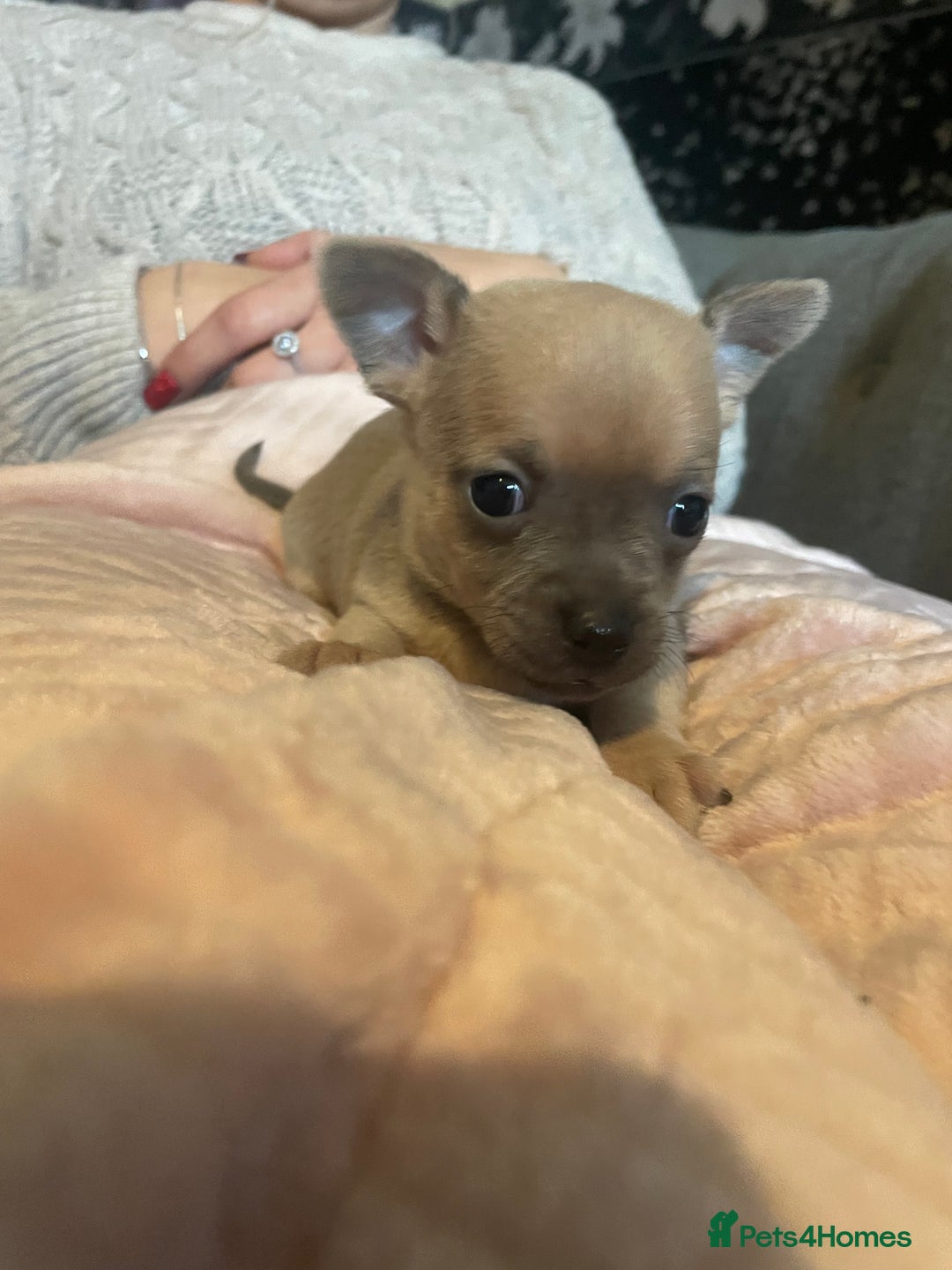 Chihuahua dogs for sale: Chihuahua puppies - Advert 11