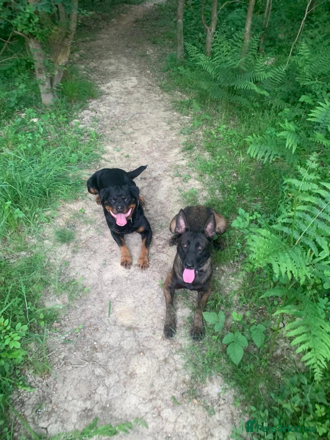 Belgian Shepherd Dog dogs for sale: Maggie 3-year-old Belgian Malinois. - Advert 9