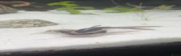 Catfish fish for sale: Striped Raphael Catfish in Brechin - Advert 1