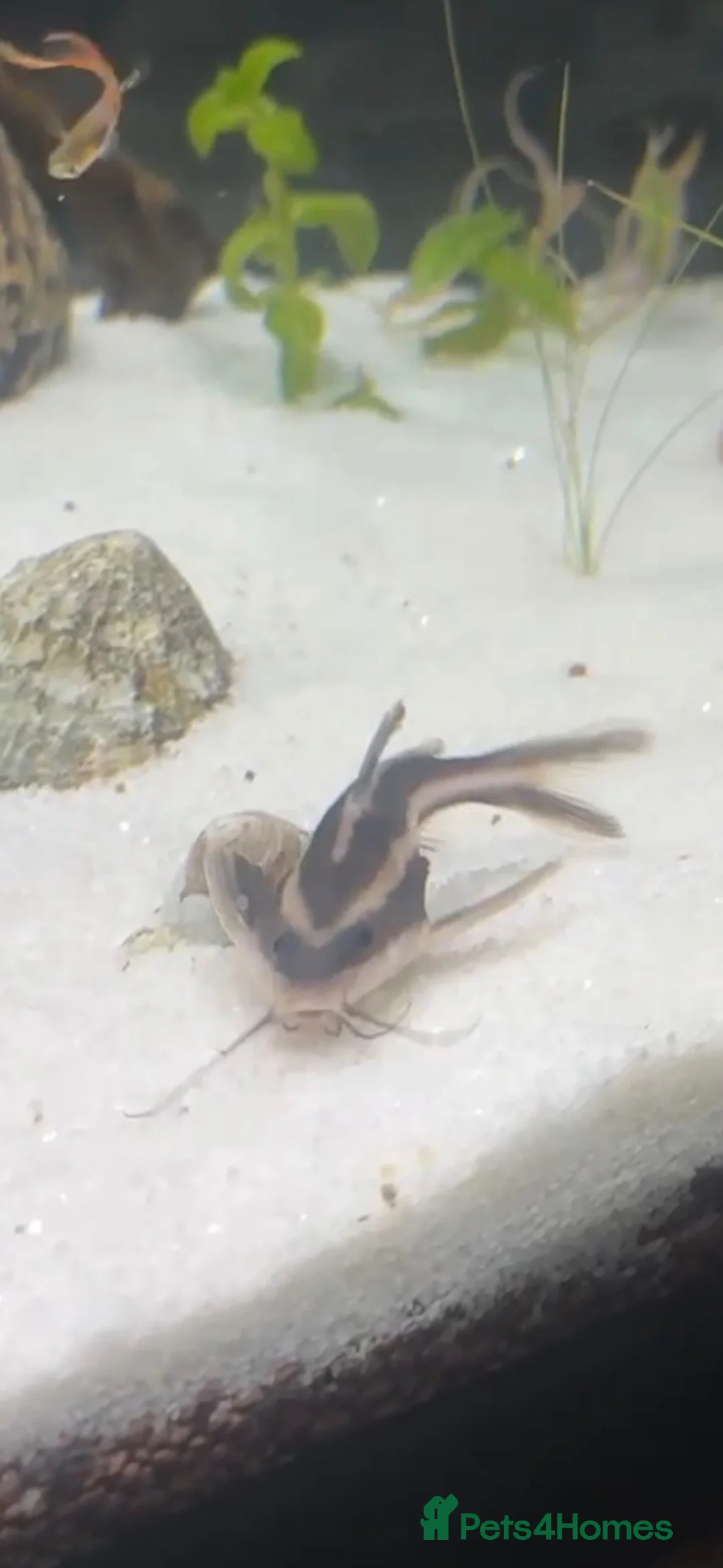Catfish fish for sale: Striped Raphael Catfish in Brechin - Advert 1