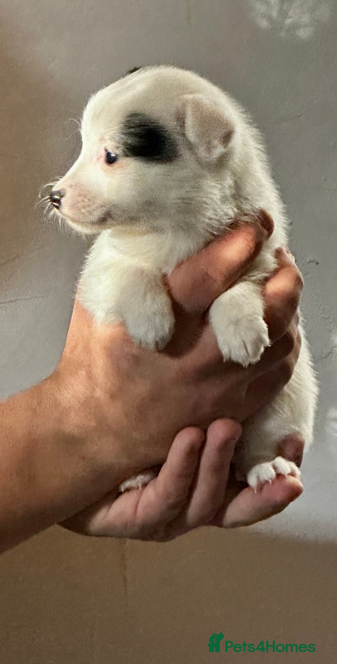 Jack Russell dogs for sale: Superb KC Reg’d Jack Russell Terrier DNA CLEAR - Advert 18