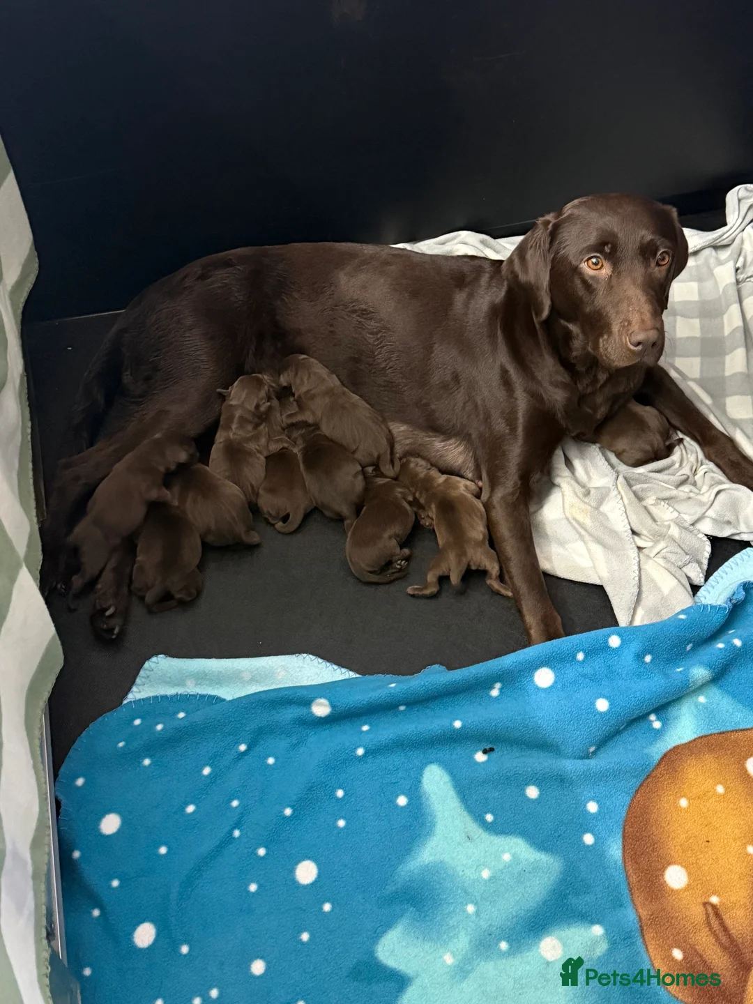 Labrador Retriever dogs for sale: Extensively Health Tested Chocolates  - Advert 4