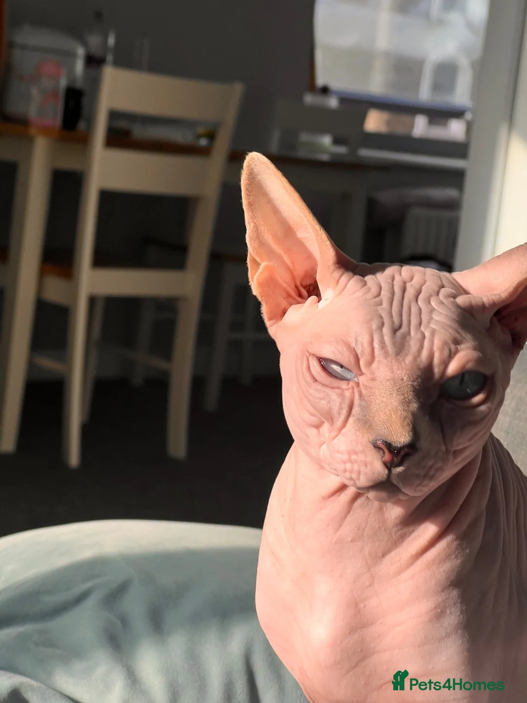 Sphynx cats for sale: Mr Nhim in London - Advert 1
