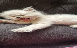 Ragdoll cats for sale: Gorgeous Ragdoll Kittens  - Image 1