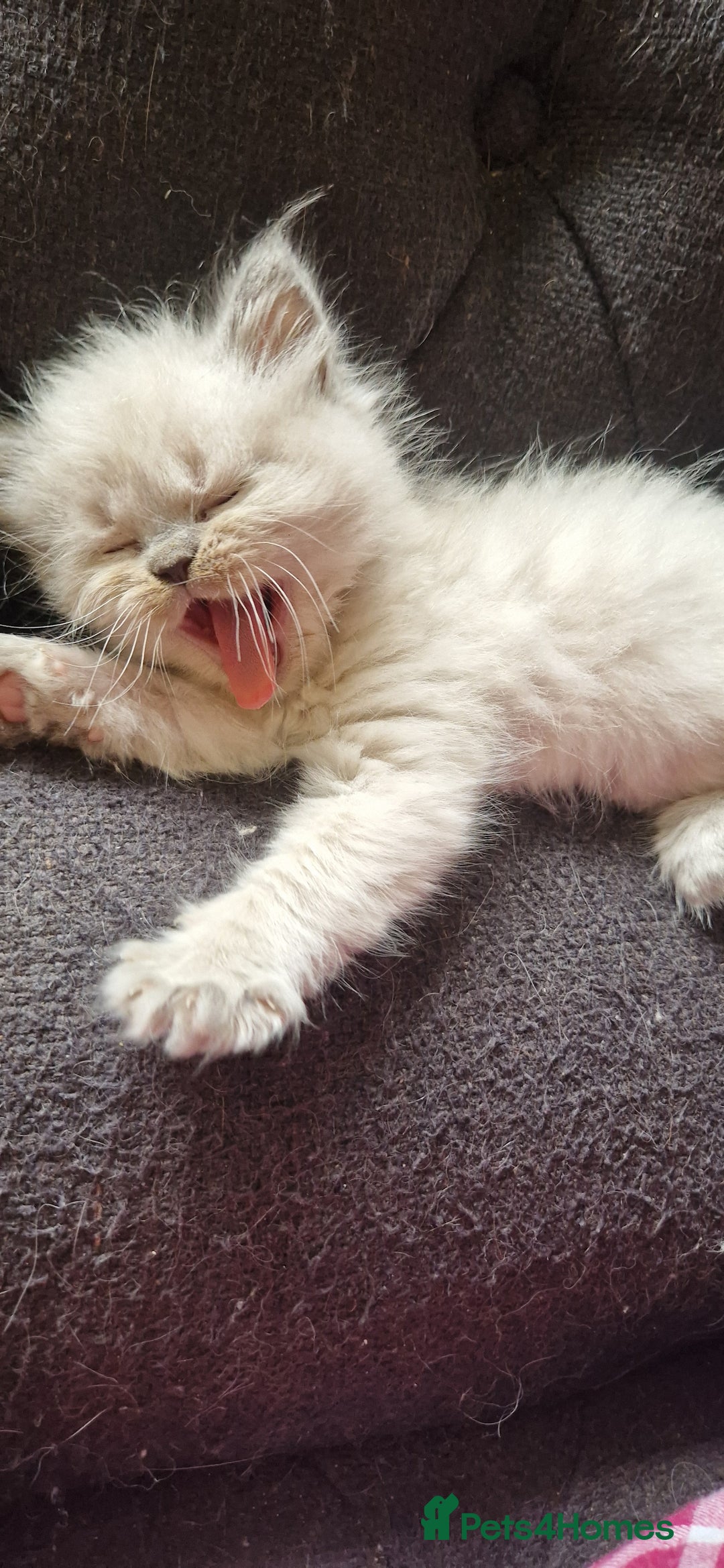 Ragdoll cats for sale: Gorgeous Ragdoll Kittens  - Image 1
