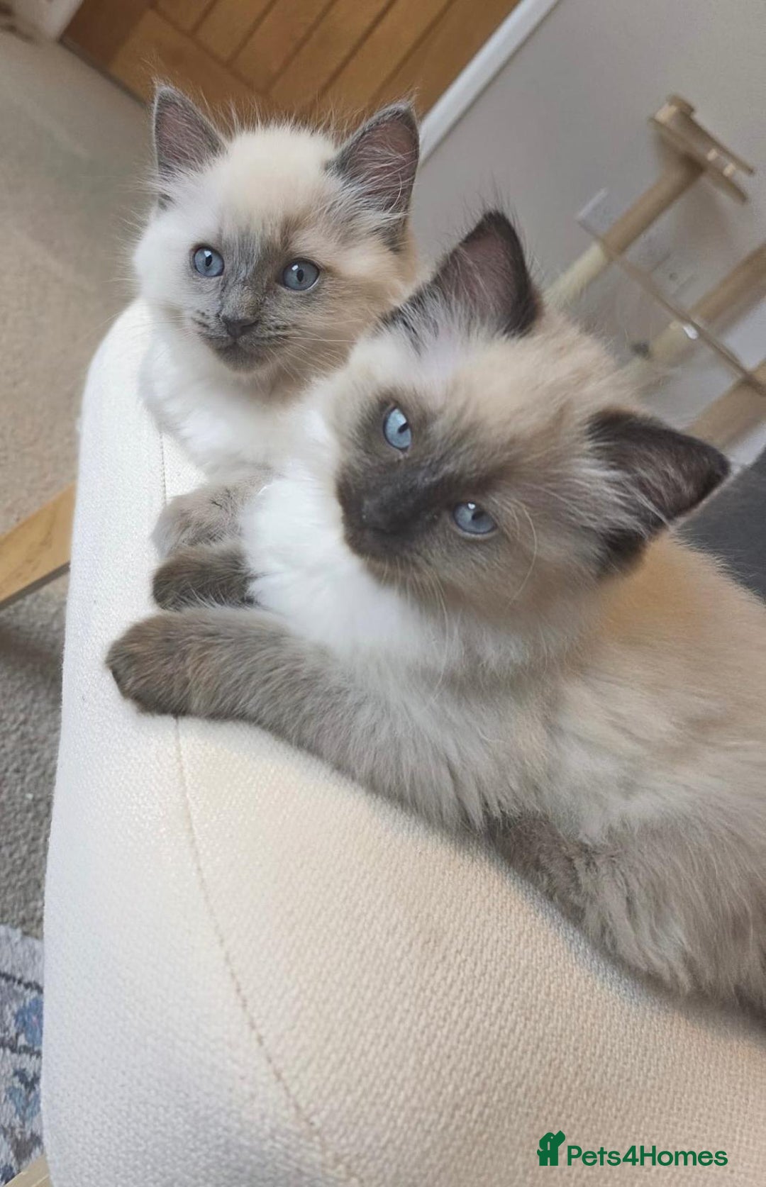 Ragdoll cats for sale: Beautiful Ragdoll Kittens Ready NOW - Advert 4