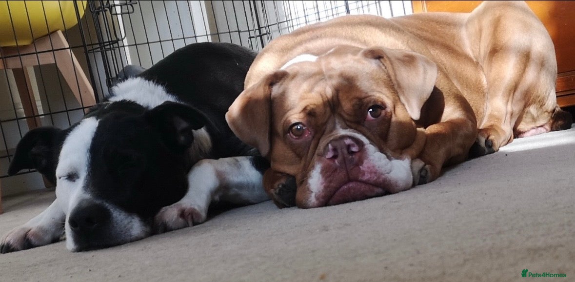 Mixed Breed dogs Olde English Bulldogge/Staffy Collie - Advert 2