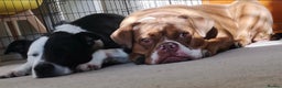 Mixed Breed dogs for sale: Olde English Bulldogge/Staffy Collie - Advert 7