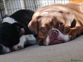 Mixed Breed dogs Olde English Bulldogge/Staffy Collie - Advert 2