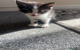 Domestic Shorthair cats for sale: Adorable Black & White Kittens  - Image 11