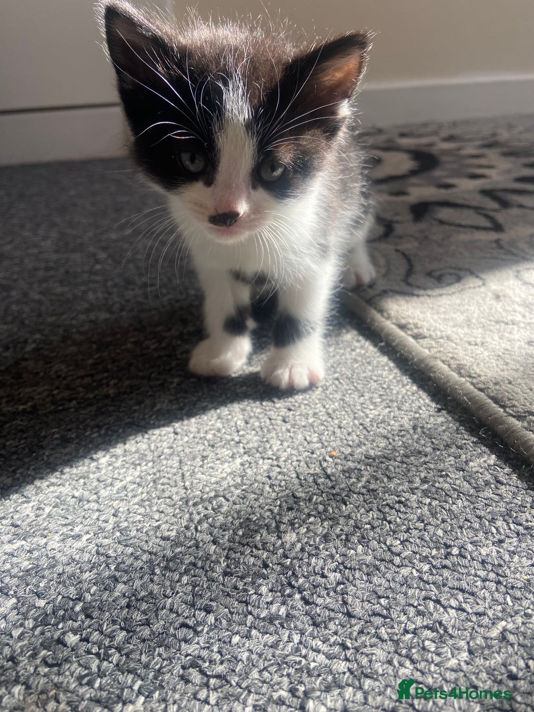 Domestic Shorthair cats for sale: Adorable Black & White Kittens  - Image 11