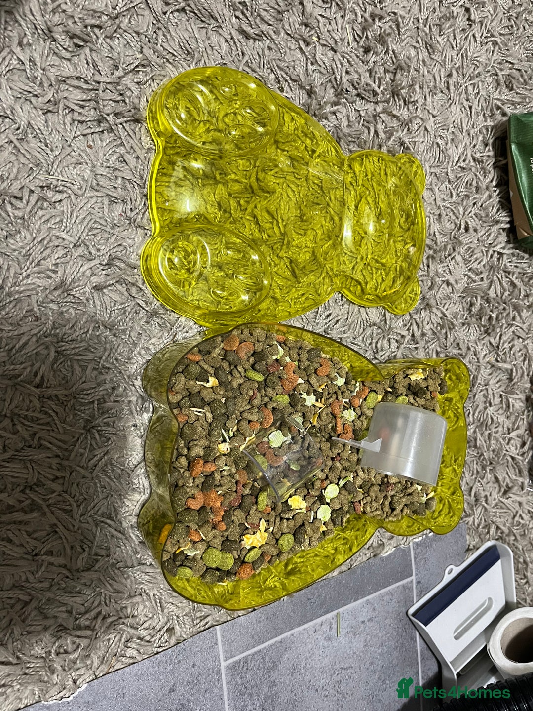 Mini Lop rabbits for sale: Needs rehoming!! - Advert 8