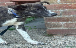 Mixed Breed dogs for adoption: Button - Norwich Norfolk  - Image 10