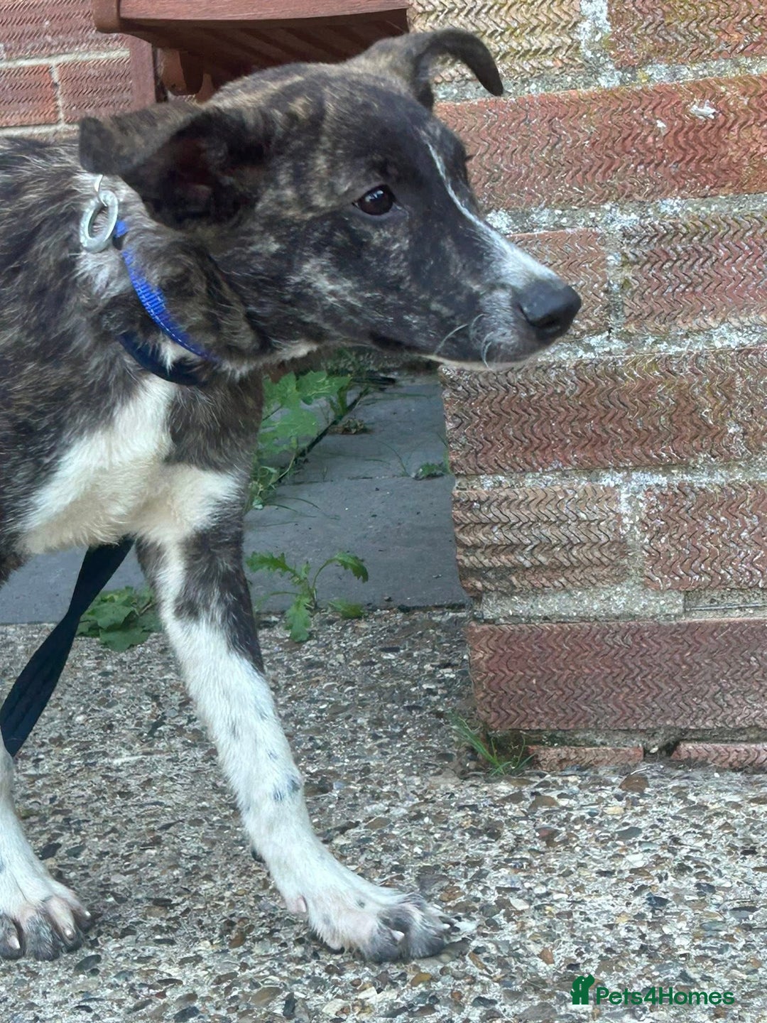 Mixed Breed dogs for adoption: Button - Norwich Norfolk  - Image 10