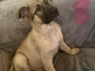 German Shepherd dogs German Shepherd puppies - Advert 12