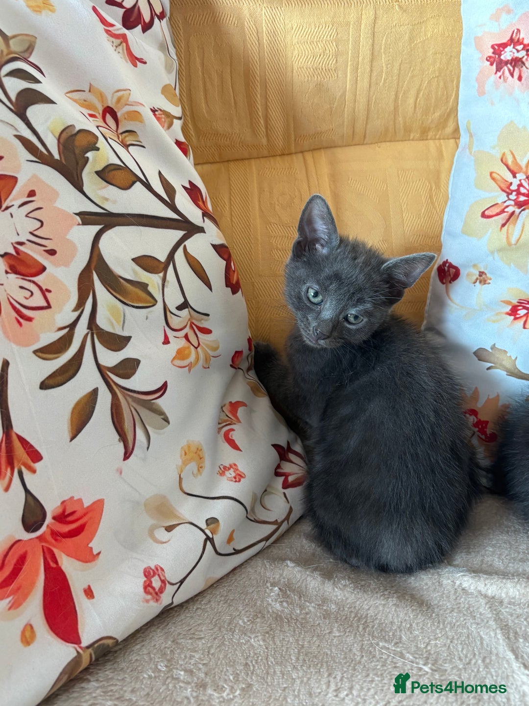 Mixed Breed cats for sale: Grey kittens for sale - Image 4