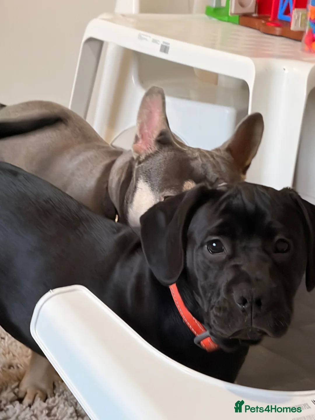 Mixed Breed dogs for sale: Frenchie cross cocker  - Advert 5