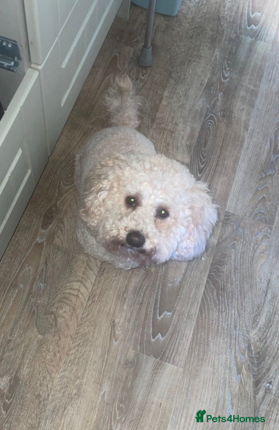 Mixed Breed dogs for sale:  Healthy Cavapoo x French Velvet Bulldog Puppies - Image 7