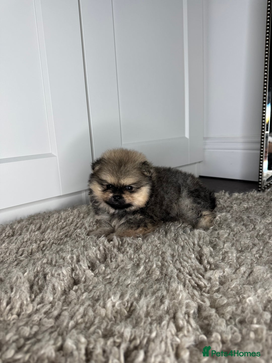 Pomeranian dogs for sale: 3 TEDDY KC POMERANIANS LEFT 🐶 - Advert 2