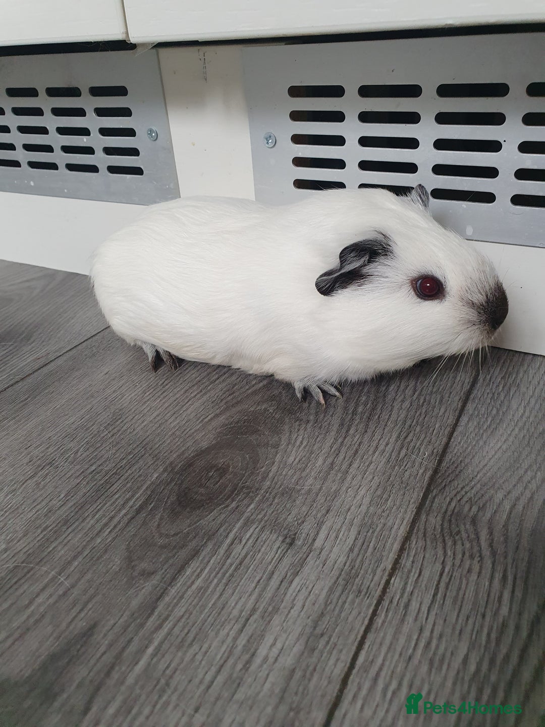 Guinea Pig rodents for sale: White california guinea pig ready to give birth  - Advert 3