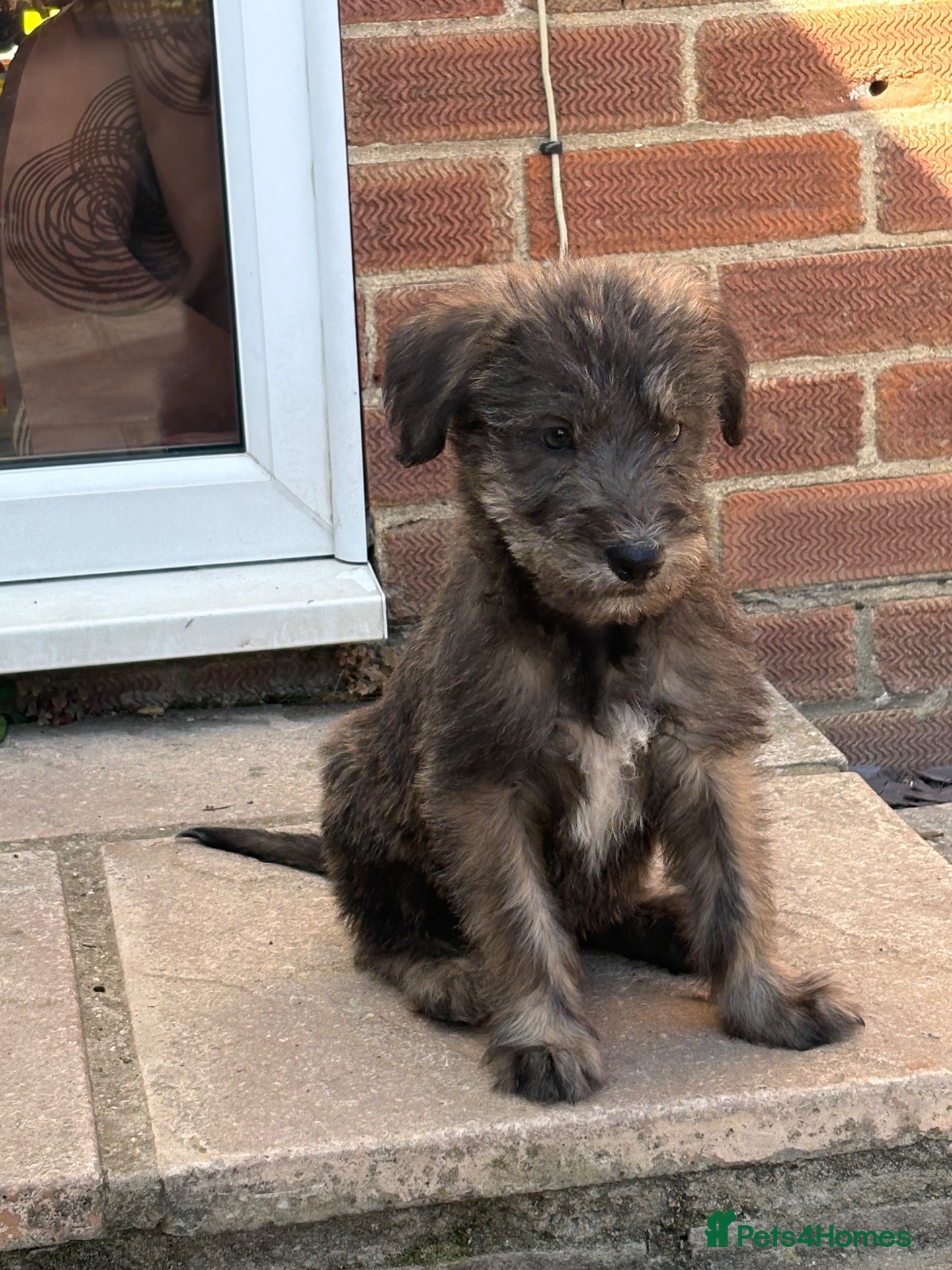 Lurcher dogs Rough coated Lurcher cross - Advert 8