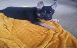 German Shepherd dogs for sale: BEAUTIFUL GERMAN SHEPHERD PUPS READY NOW - Image 6