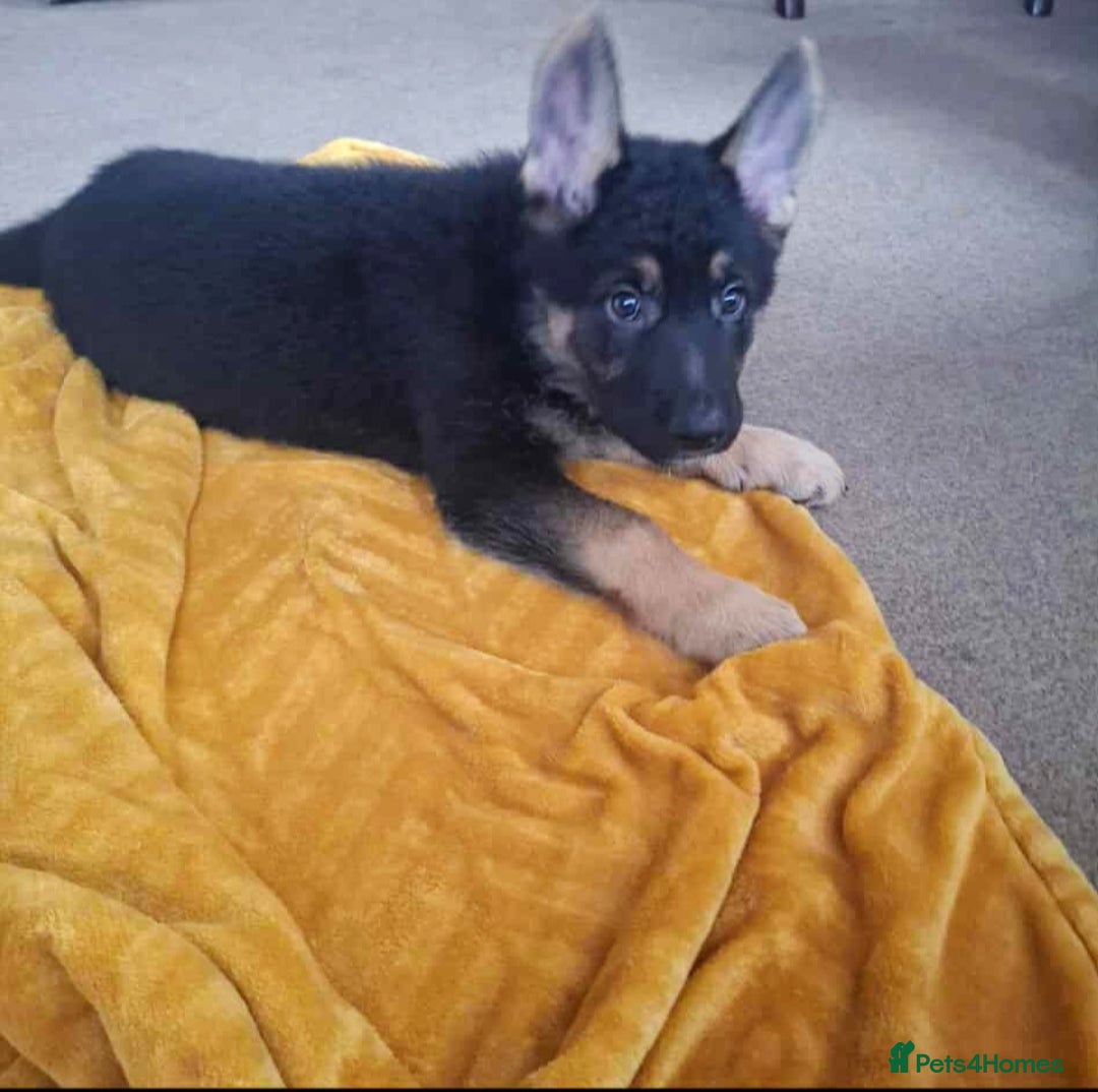 German Shepherd dogs for sale: BEAUTIFUL GERMAN SHEPHERD PUPS READY NOW - Image 6