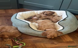 Cockapoo dogs for sale: Ready To Leave F1 Show miniature Cockapoos  - Image 10