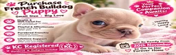 French Bulldog dogs for sale: Beautiful KC French Bulldog Puppy  - Advert 1