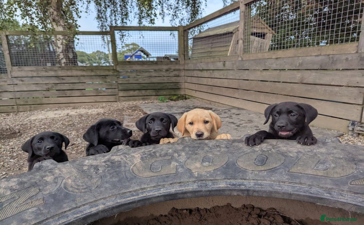Labrador Retriever dogs for sale - Advert 1
