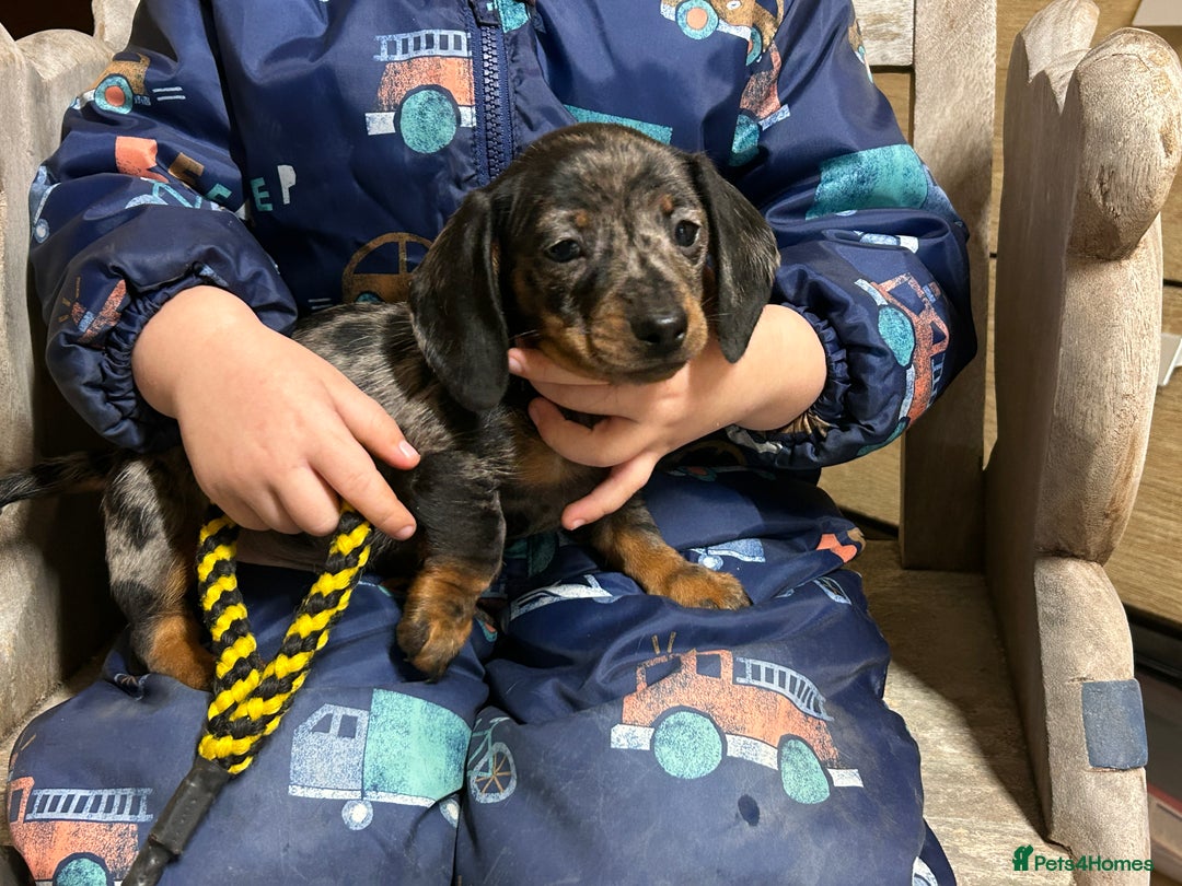 Miniature Dachshund dogs for sale: Miniature dachshunds * 3 boys left - Advert 8