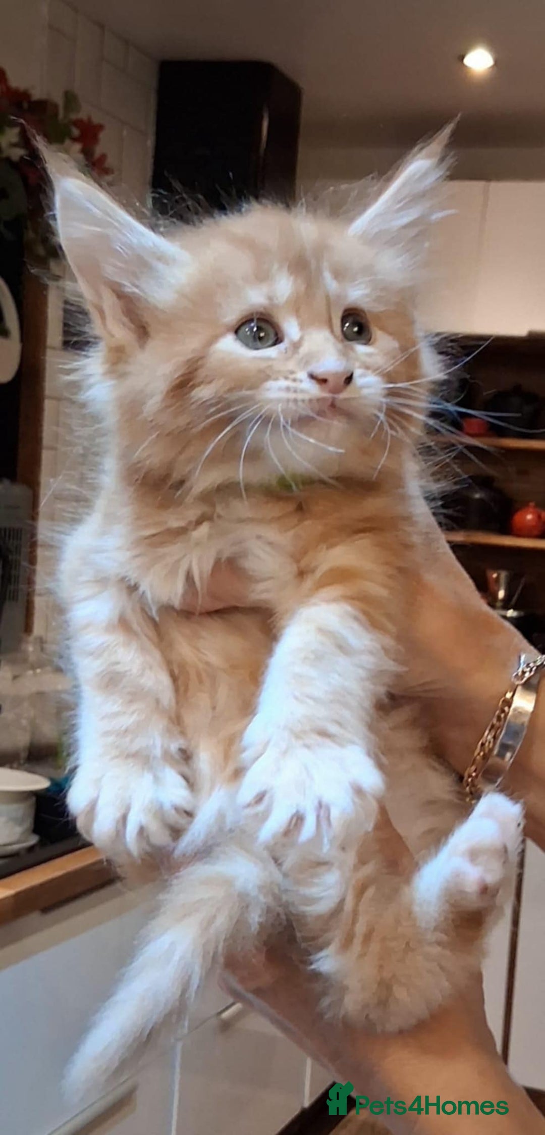 Maine Coon cats for sale: Maicoon XL - Image 4
