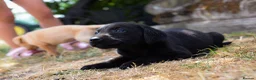 Labrador Retriever dogs for sale: Beautiful Yellow and Black KC Puppys - Advert 3