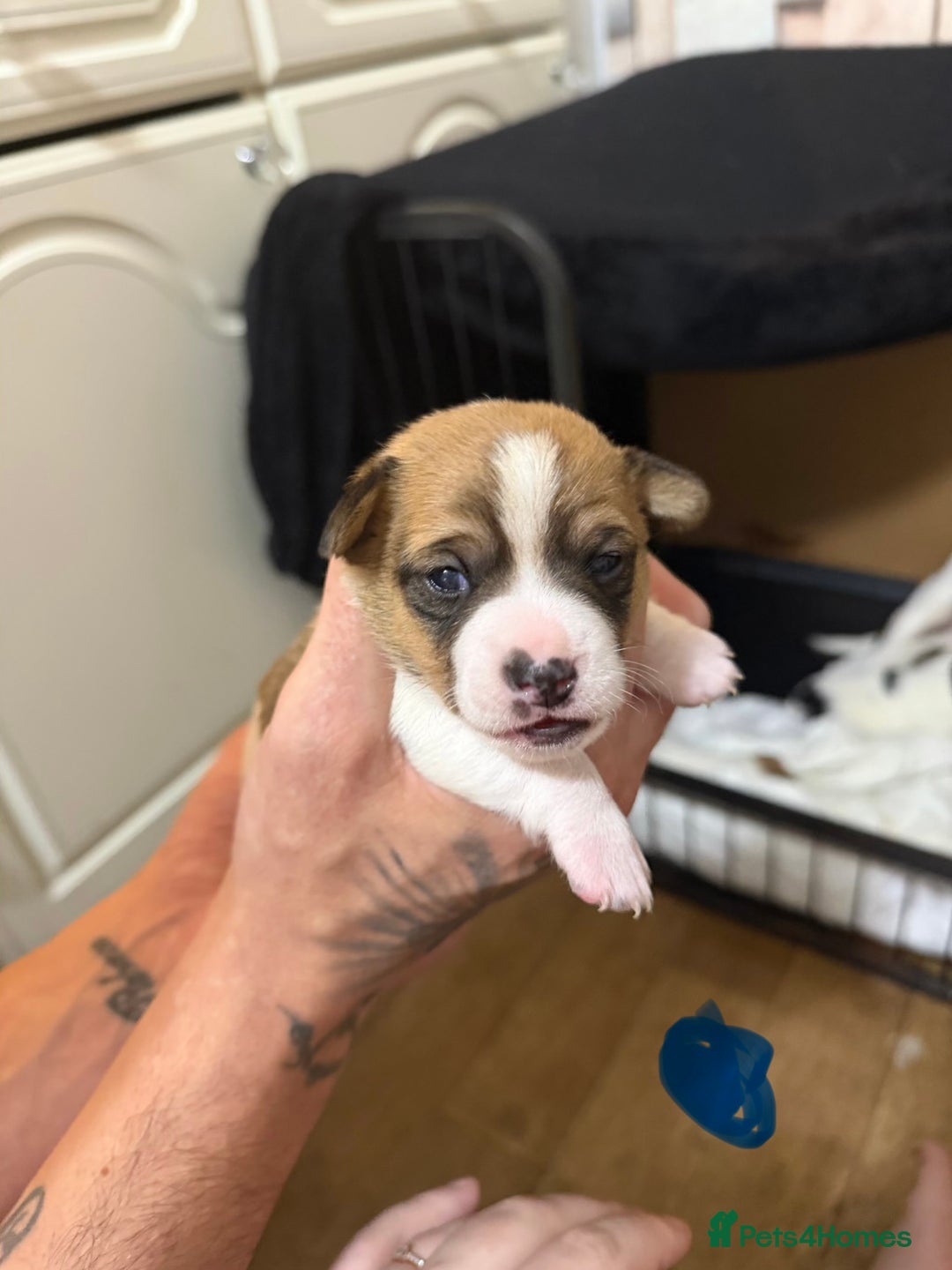 Jack Russell dogs for sale: Jack Russell puppies  - Advert 17