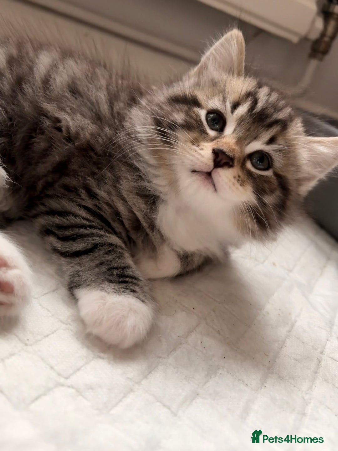 Mixed Breed cats for sale: Looking for a forever home  - Advert 10