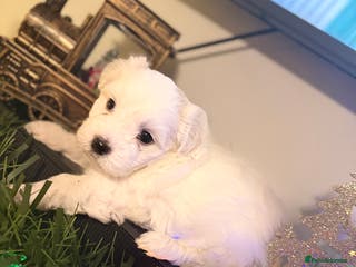 Maltese dogs Maltese bichon puppies - Advert 16