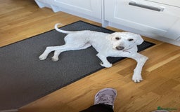 Goldendoodle dogs for sale: Beautiful Goldendoodle girl age 2 for sale - Image 3